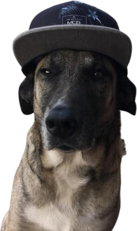 Bife, o cachorro da República Diretoria, de boné